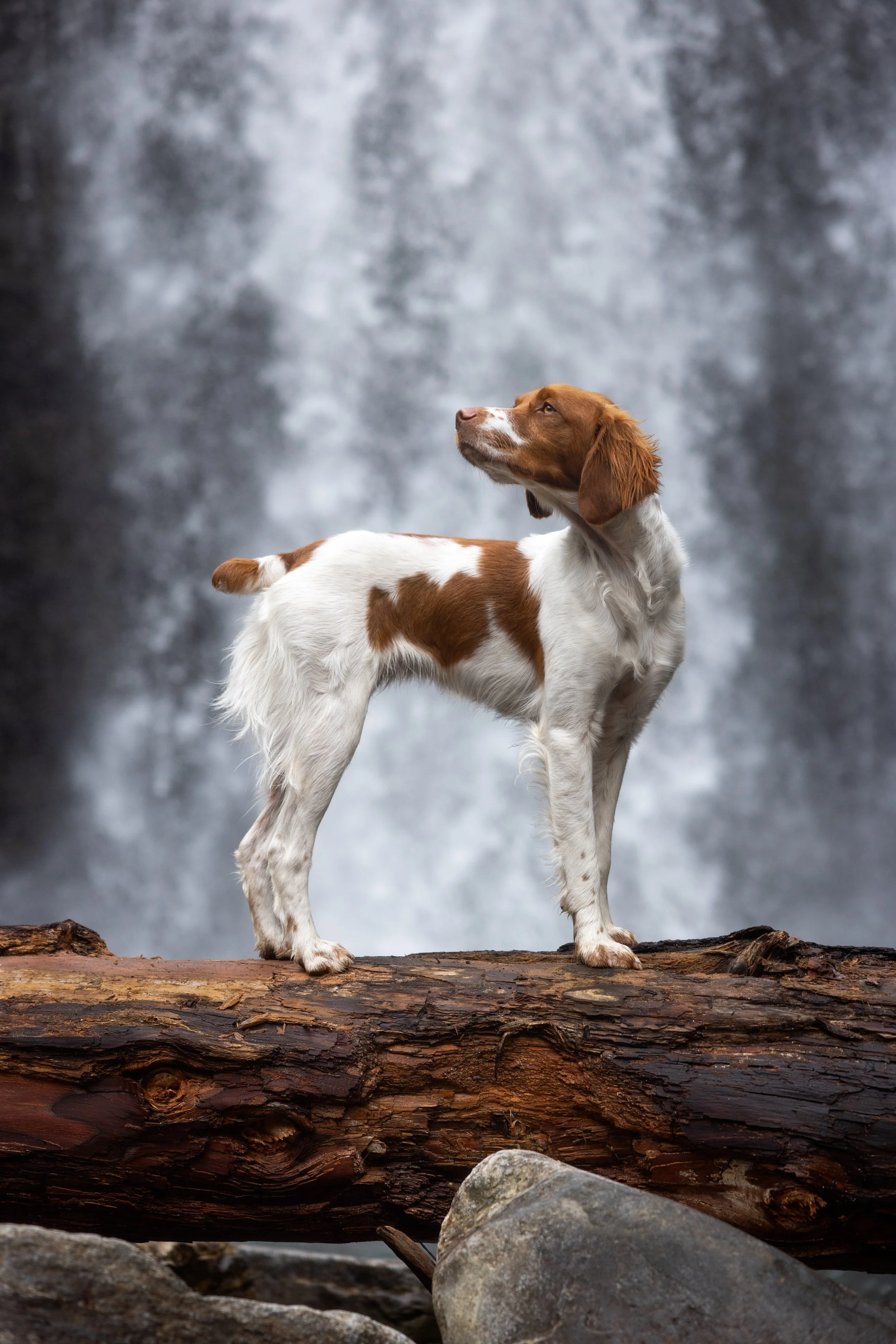 Brittany standing in front of waterfall - Looking Glass Falls - Kristen Murray Photography