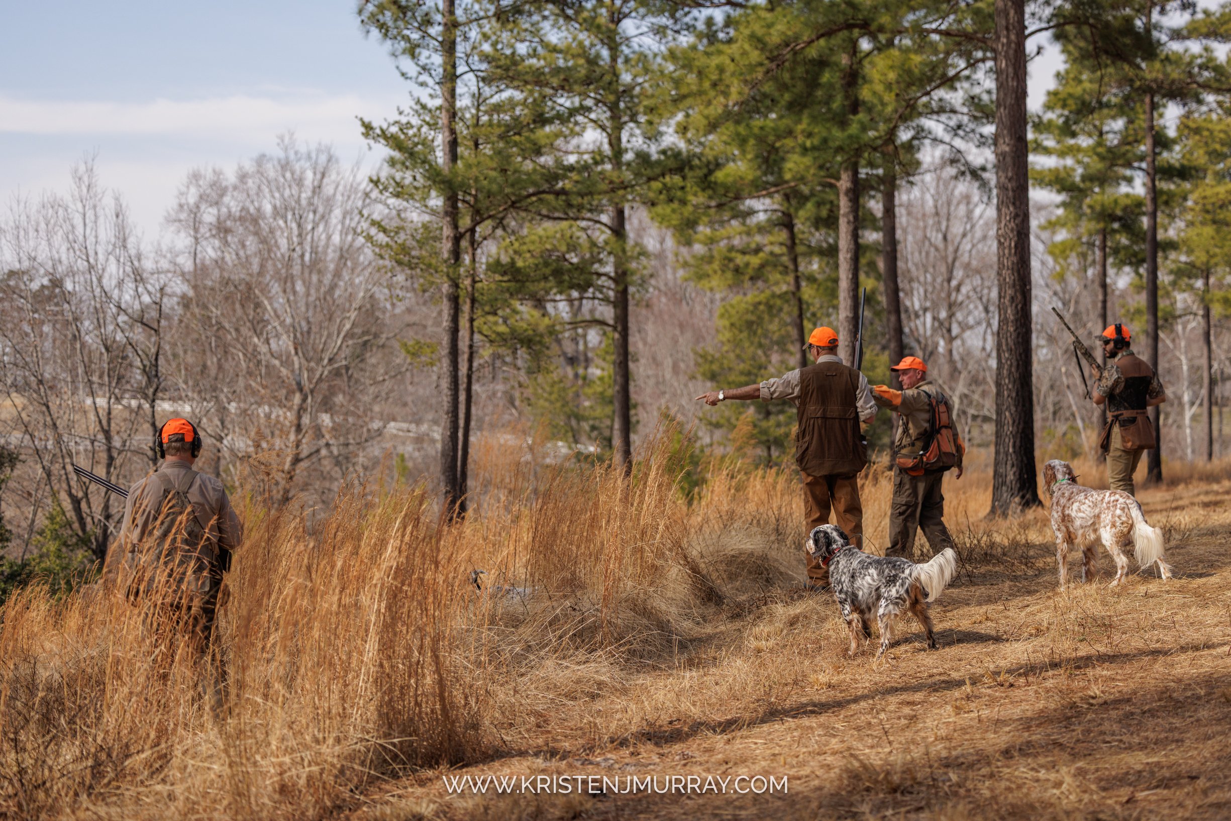 quail hunt over setters at Cumberland Estate