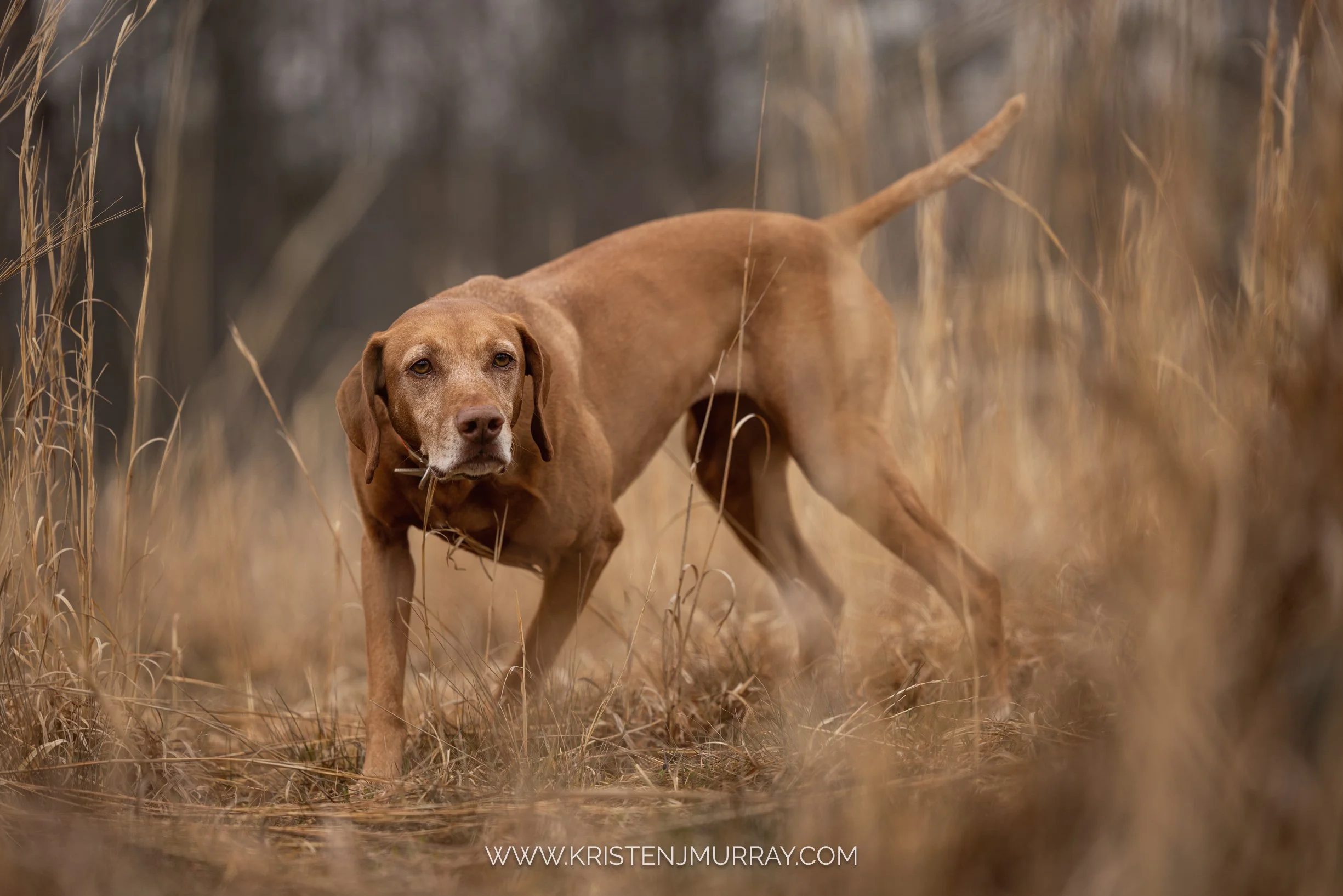 Zara, the Accidental Bird Dog, on point in North Carolina Quail Hunt