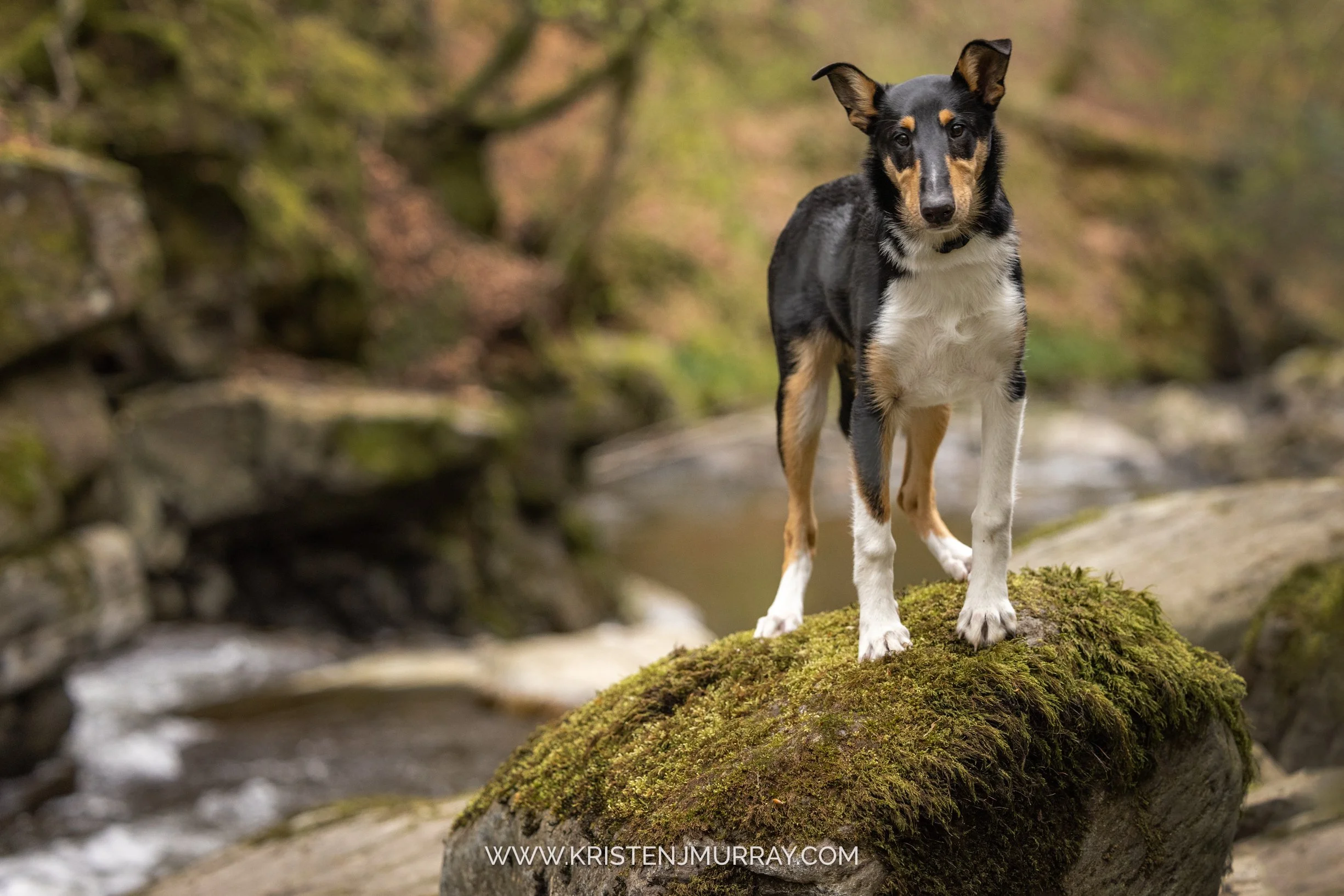 Sheltie-on-moss-covered-rocks-birks-of-aberfeldy-scotland-kristen-murray-photography