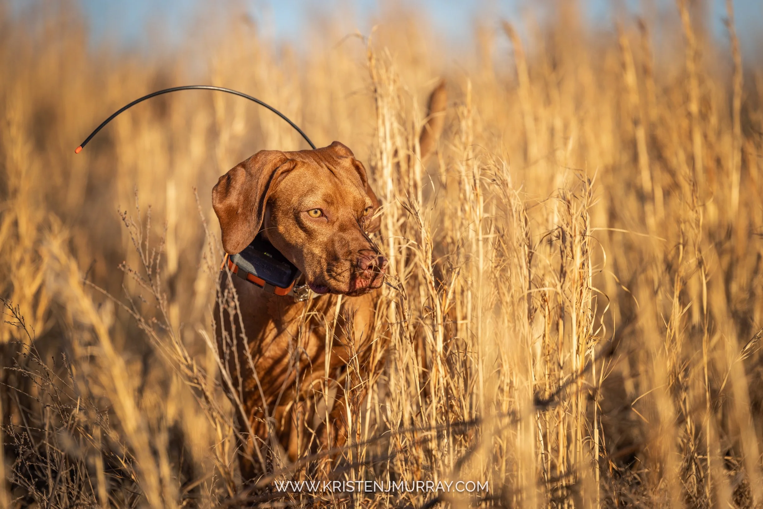 Vizsla on point at Little George Rod & Gun, Buckingham, Virginia | Pheasant, Quail, Chuckar Upland Hunting in Virginia