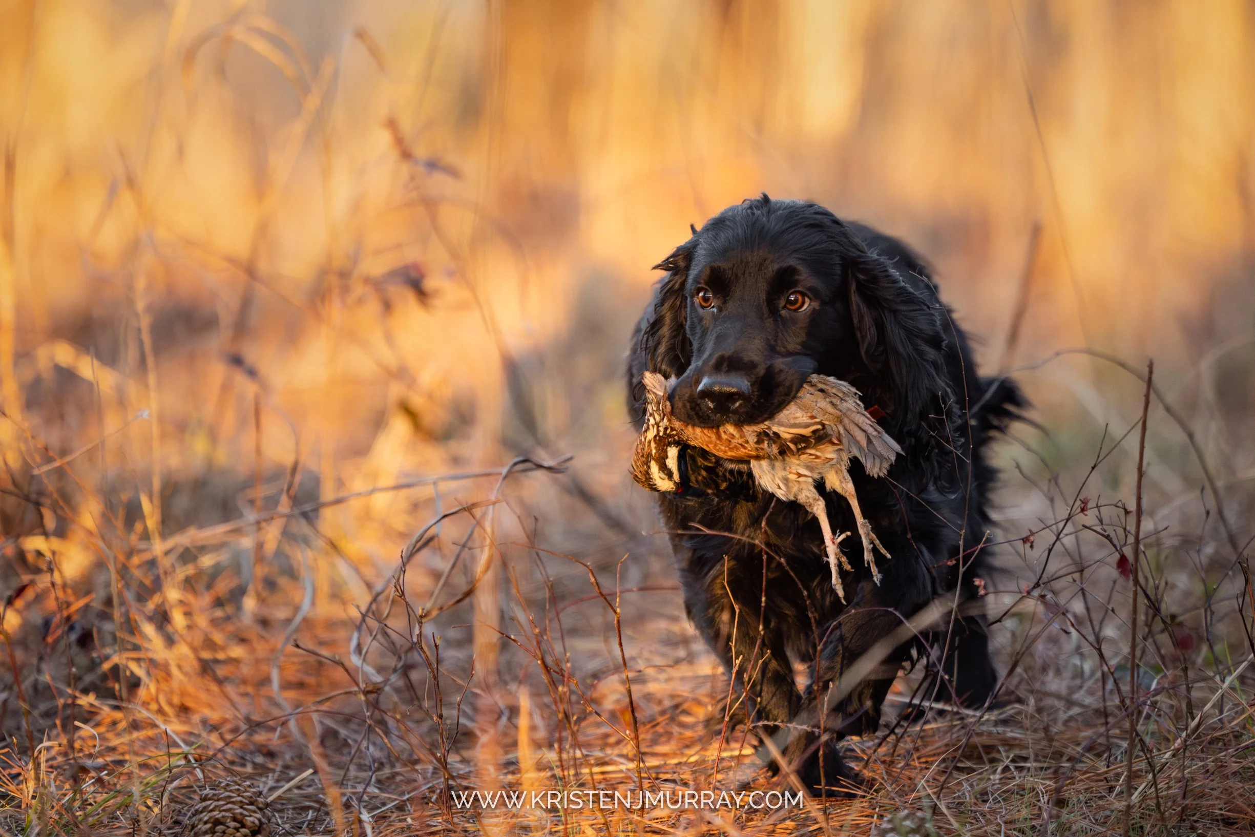 Black English Cocker Spaniel retrieving quail on a quail hunt in Georgia - Burge Club - Kristen Murray Photography