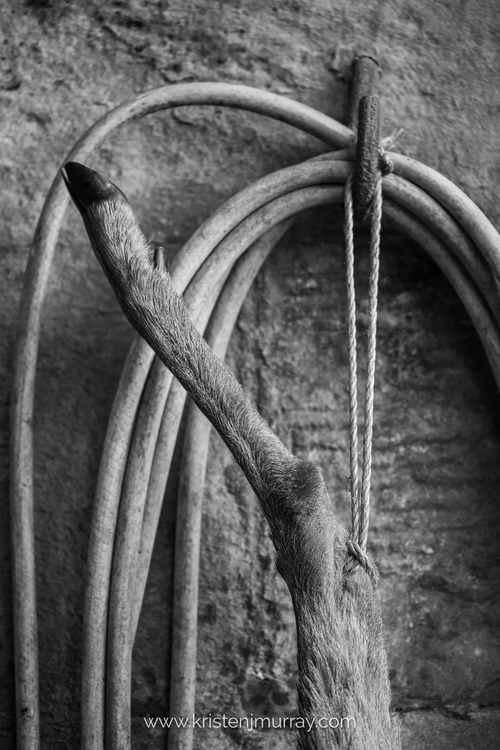 Roe Buck hanging in Larder - Scotland