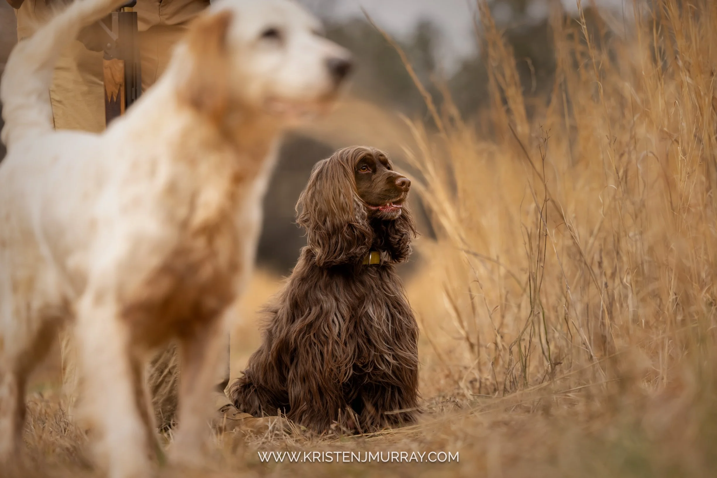 English Cocker Spaniel, Quail Hunt outside of Atlanta Georgia, Burge Club