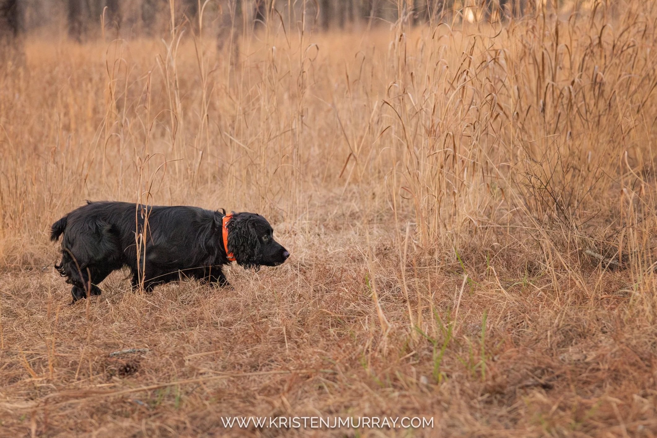 Working English Cocker Spaniel just before the flush on a quail hunt on a plantation outside of Atlanta, Georgia | Bird Dog Photography