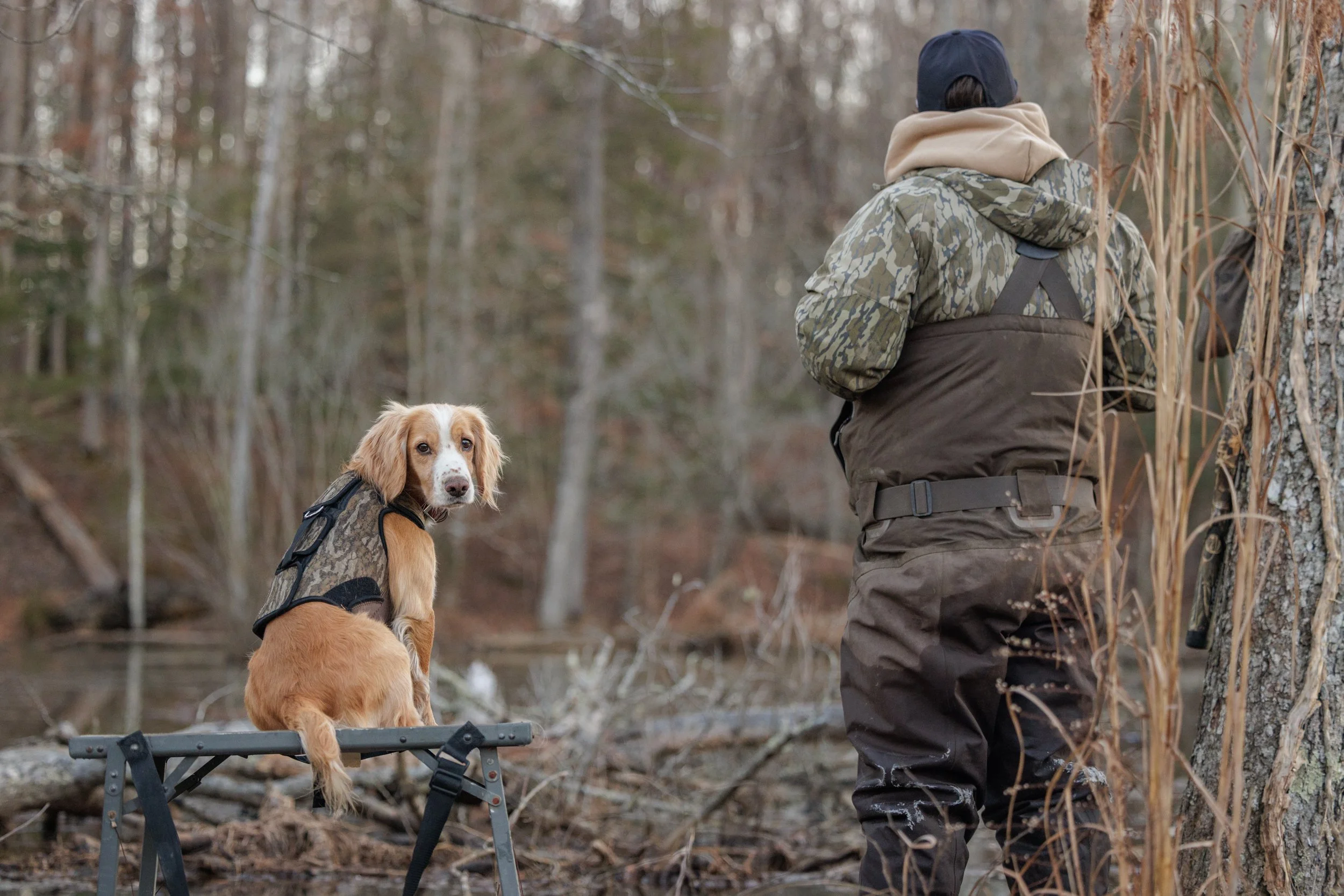 Virginia Duck Hunt in a marsh with a Cocker wearing a ReKoile Vest