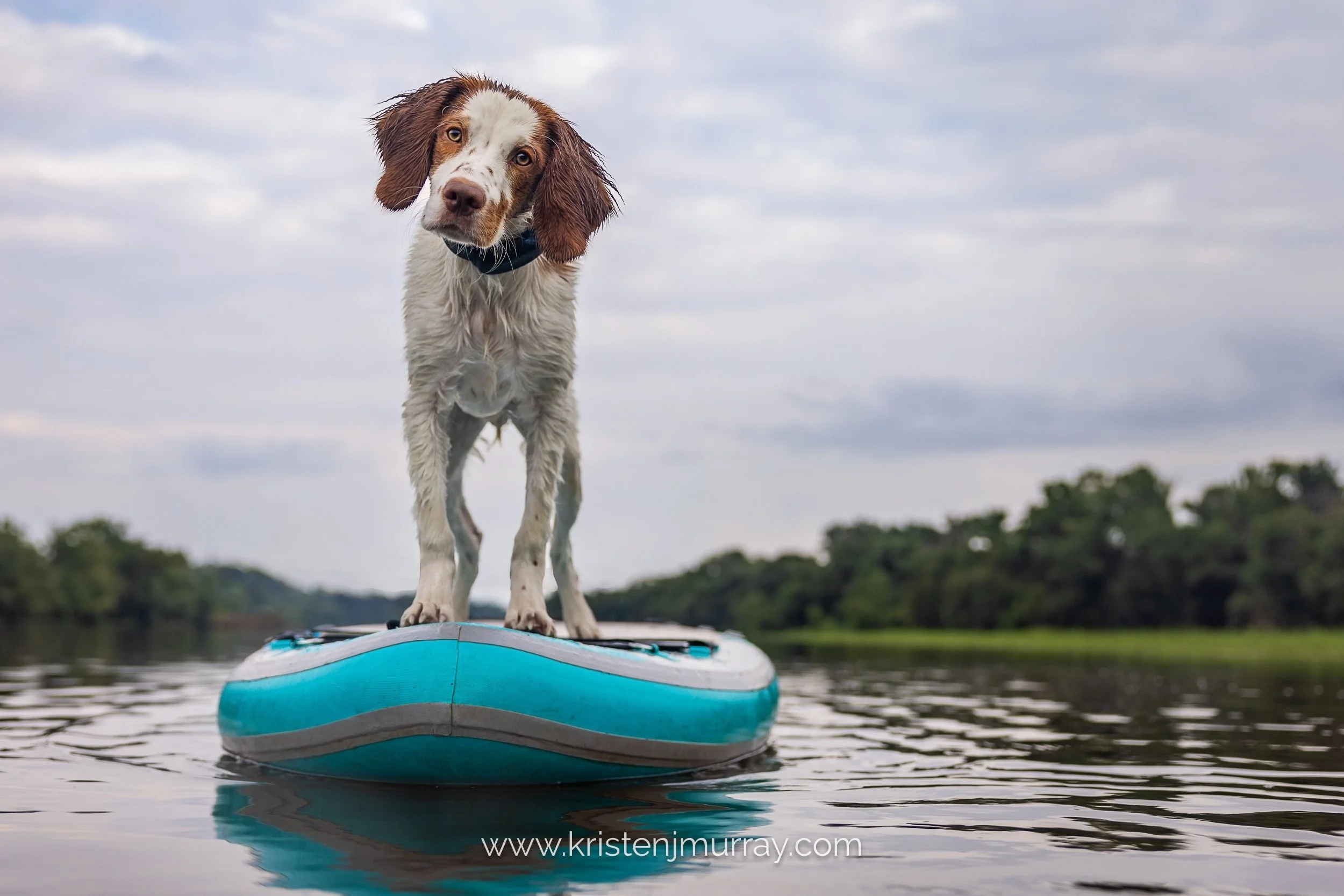 A dog on a paddleboard on the water with trees in the background.