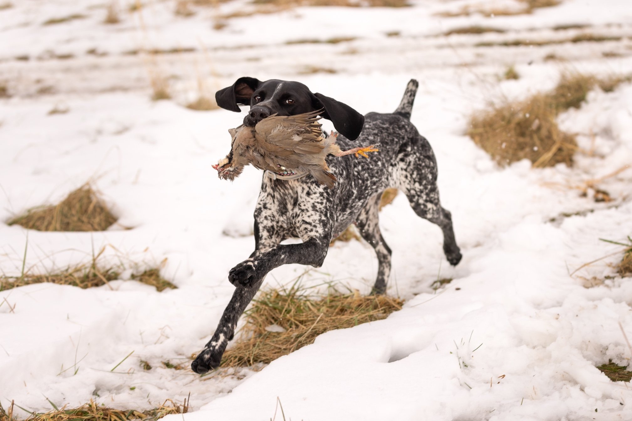 GSP retrieving chuckar in the snow during a NUCS Field Trail - Kristen Murray Photography