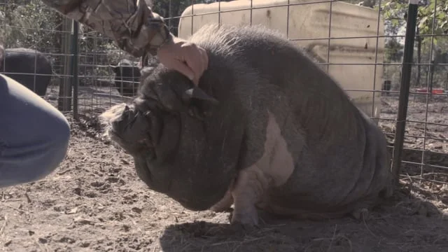 Mini Pigs: Hidden Truth