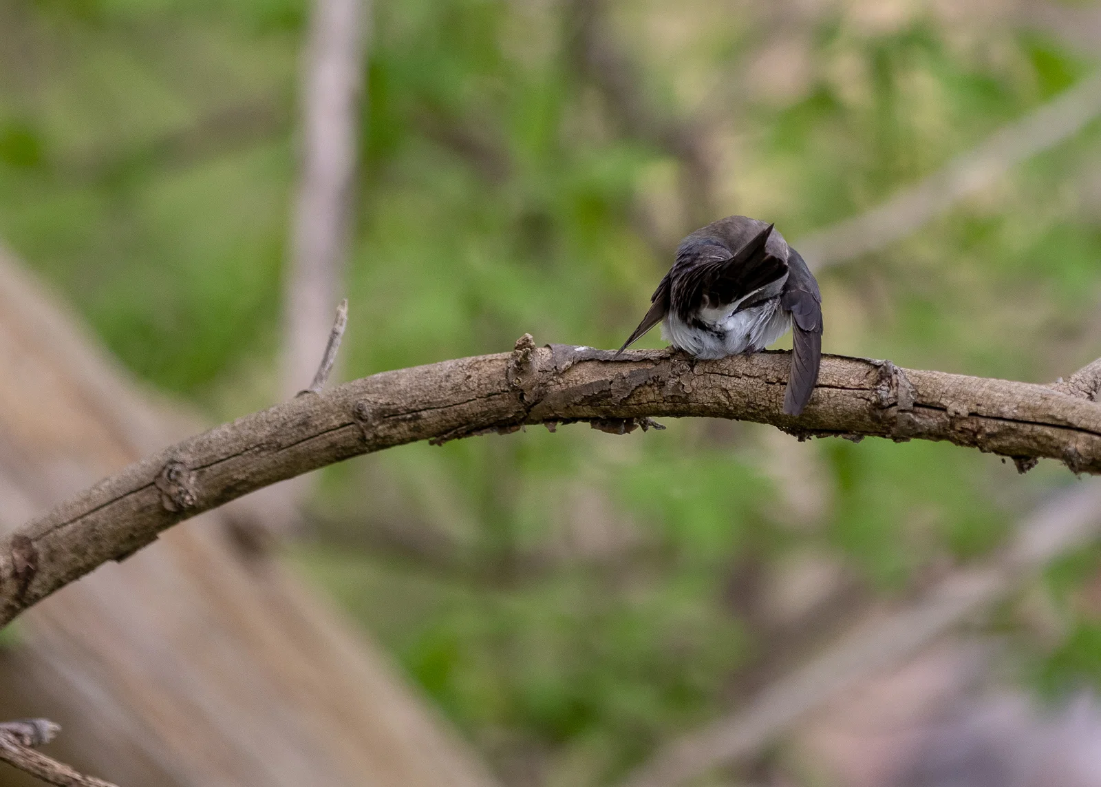 Swallow at Metzger Marsh Wildlife Area