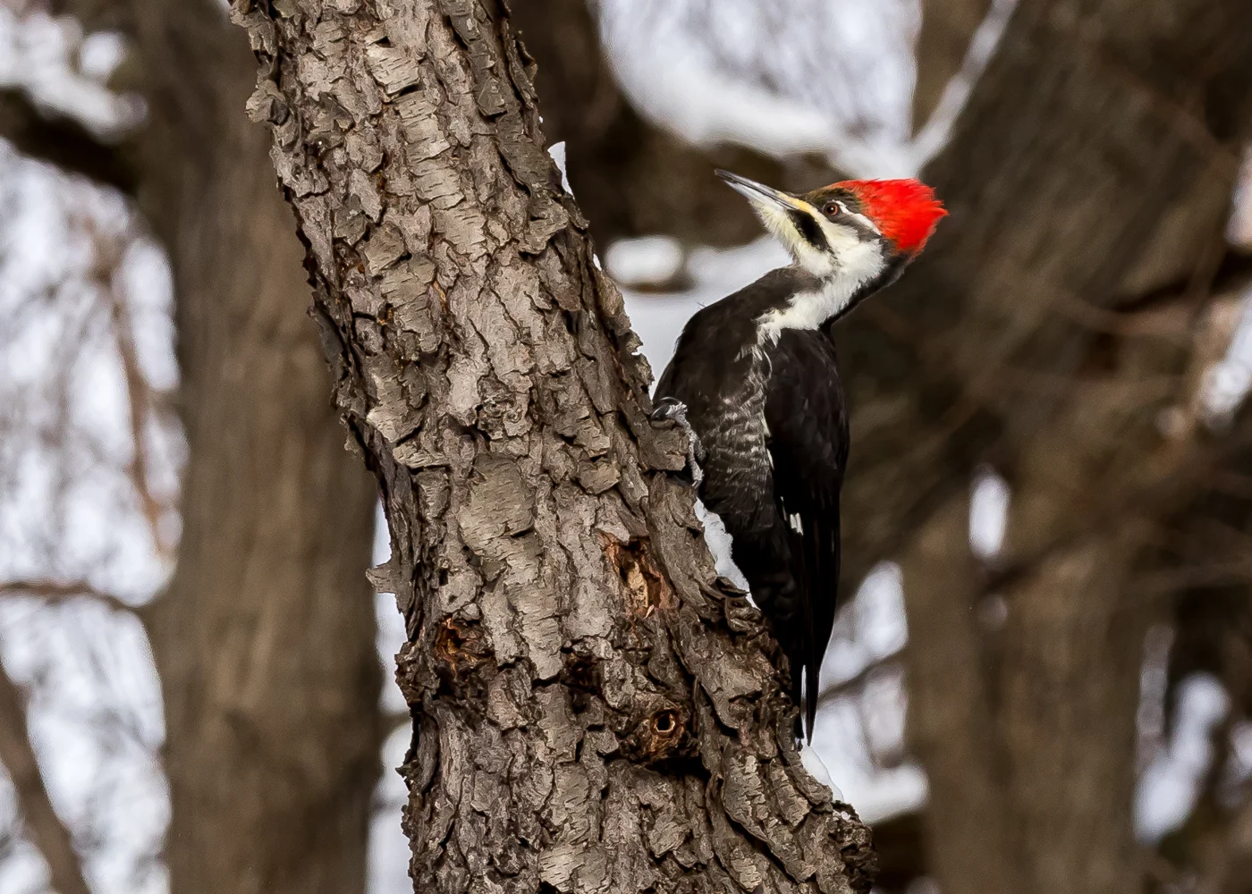 Pileated Woodpecker at The Morton Arboretum