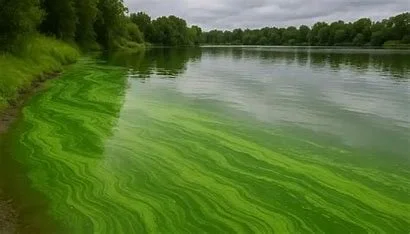 Algae Blooms impacting more than fish breeding