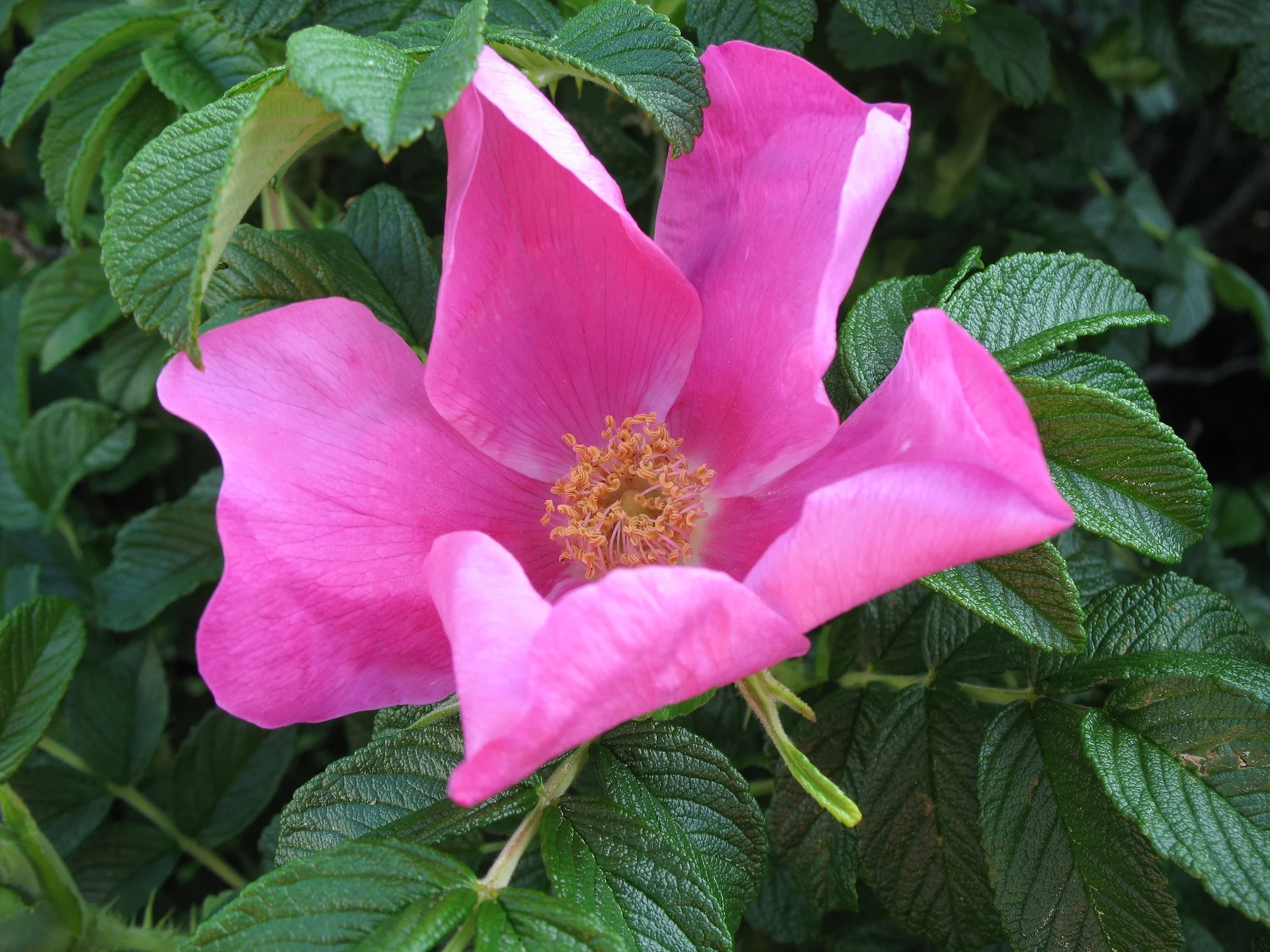 rose-2088242_1920.jpg