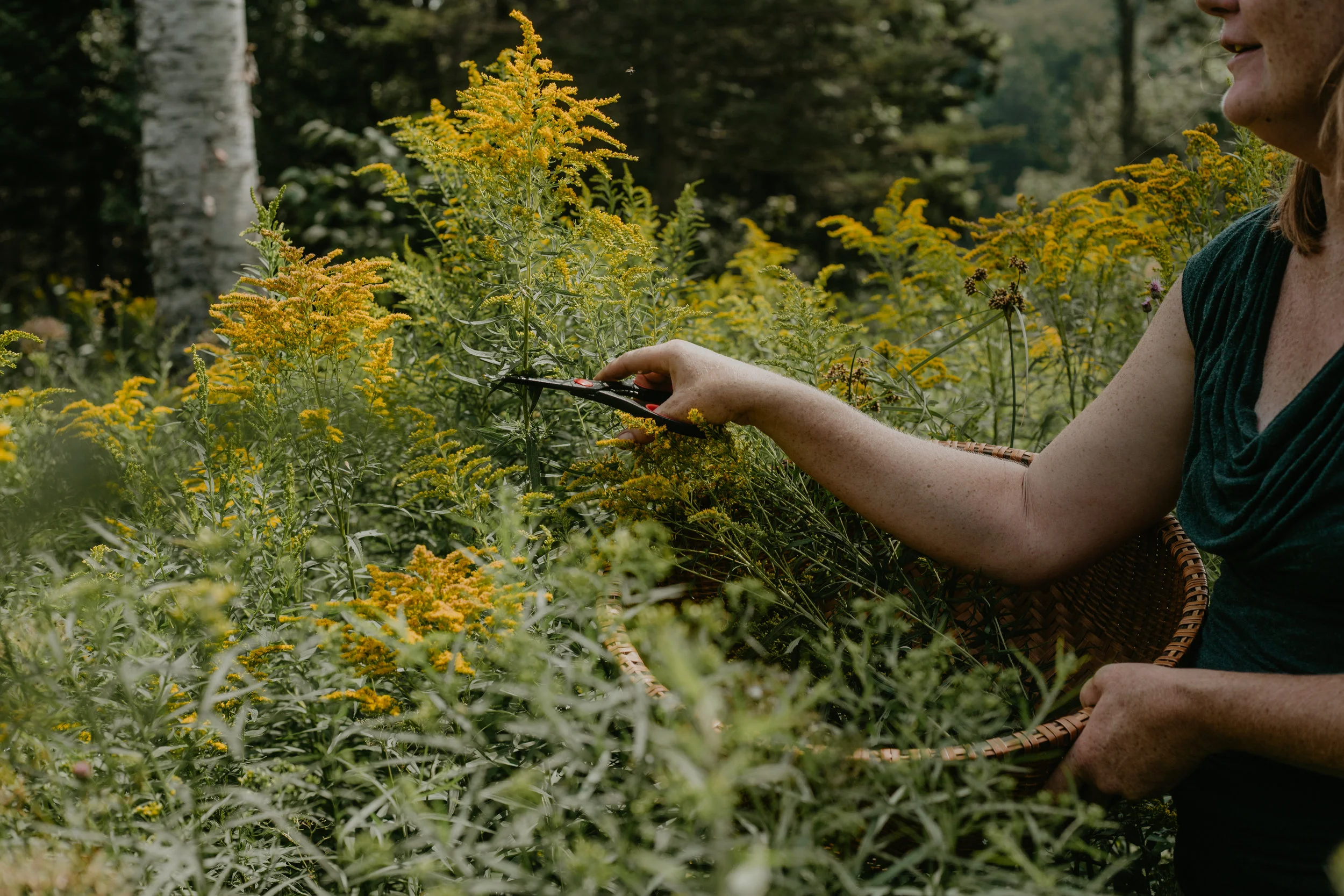 solidago_batch 2_72-271.jpg