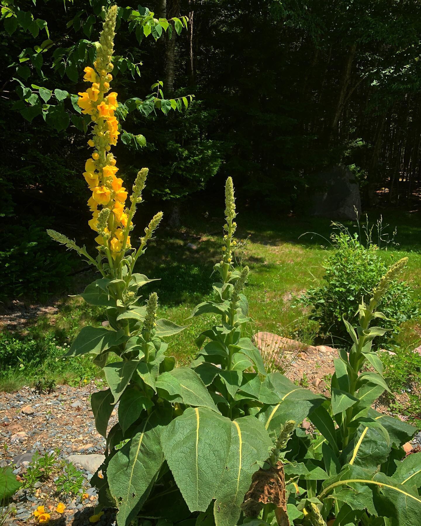 Challenges bring growth, expansion, and beauty is what this Mullein has showed me. The ability to adapt and be resilient is important. It started as one stalk that was starting to grow on the edge of a gravel parking lot. It was ran into by a car whi