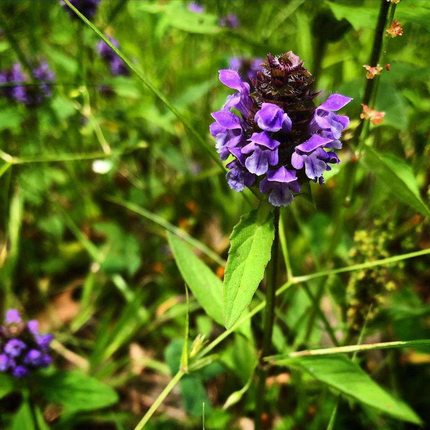 Self Heal, Heal All, Prunella vulgaris is one of the herbs I talk about in this week&rsquo;s Healthy Herb Podcast. Listen wherever you listen to podcasts. This herb is blooming now in most yards and many gardens. I like to harvest the flowering stems