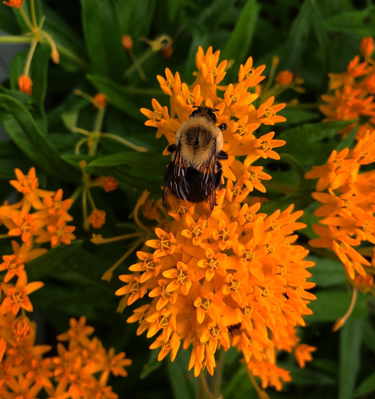 Pleurisy and Bumblebee.  I love to grow Pleurisy in the garden. It is beautiful, showy, and feeds a variety of pollinator insects, hence another common name of Butterfly Weed.  I have not worked with the root for medicine before but based on the name