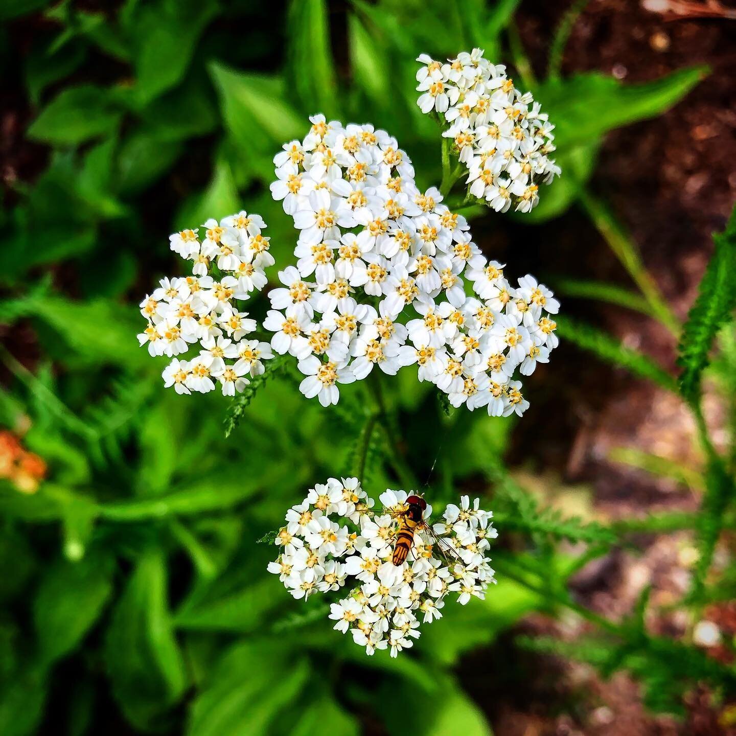 Yarrow, An Herb of Warriors and Wise Women podcast is now available on The Healthy Herb podcast, wherever you listen to podcasts. This is one of my all time favorite herbs. I ended up talking about it for an hour, which is the longest podcast of all 