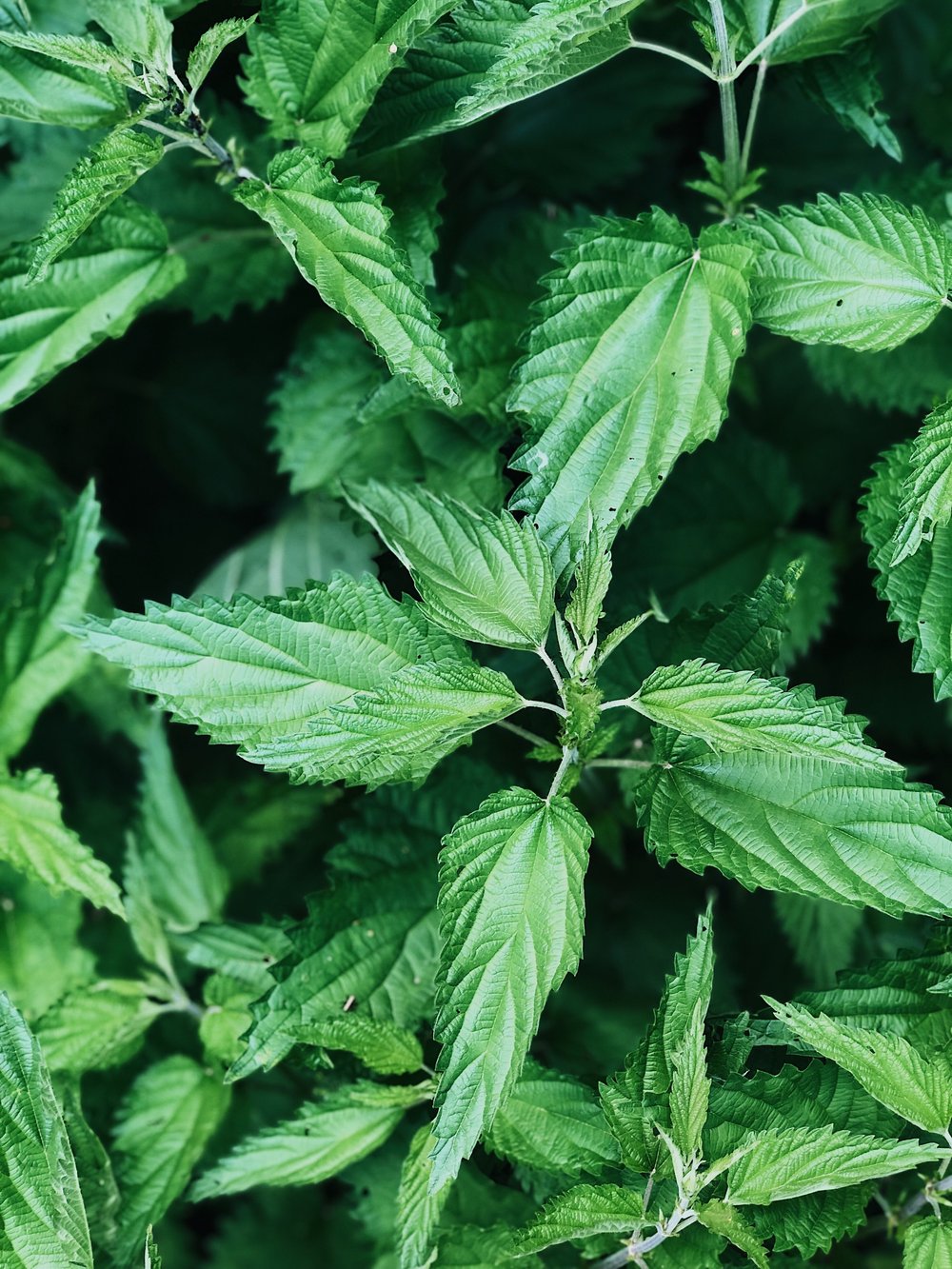 8/03 Hair, Skin, & Nails and the Top 4 Herbs to Improve their Health — Solidago School of Herbalism 8/03 Hair, Skin, & Nails and the Top 4 Herbs to Improve their Health — Solidago School of Herbalism