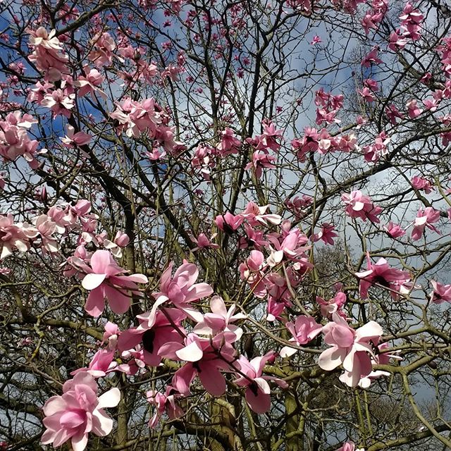 Magnolias at Kew on a blustery Sunday