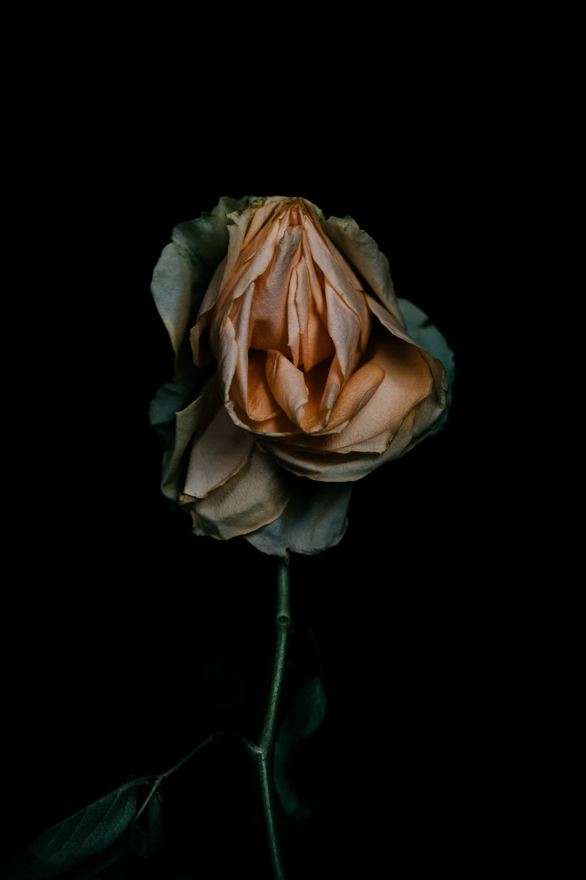 flower-9web.jpg