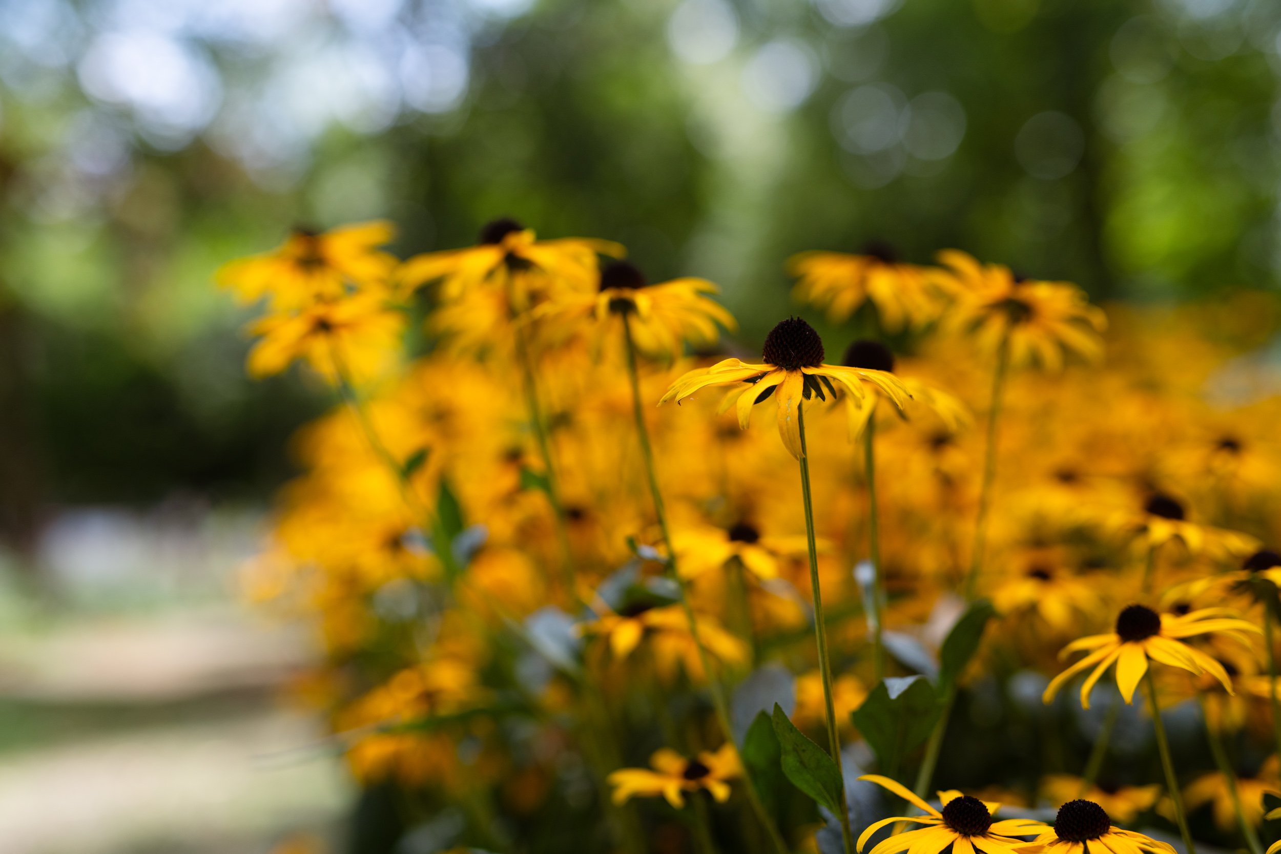 Marieke Odekerken - Anouk LR 04.jpg