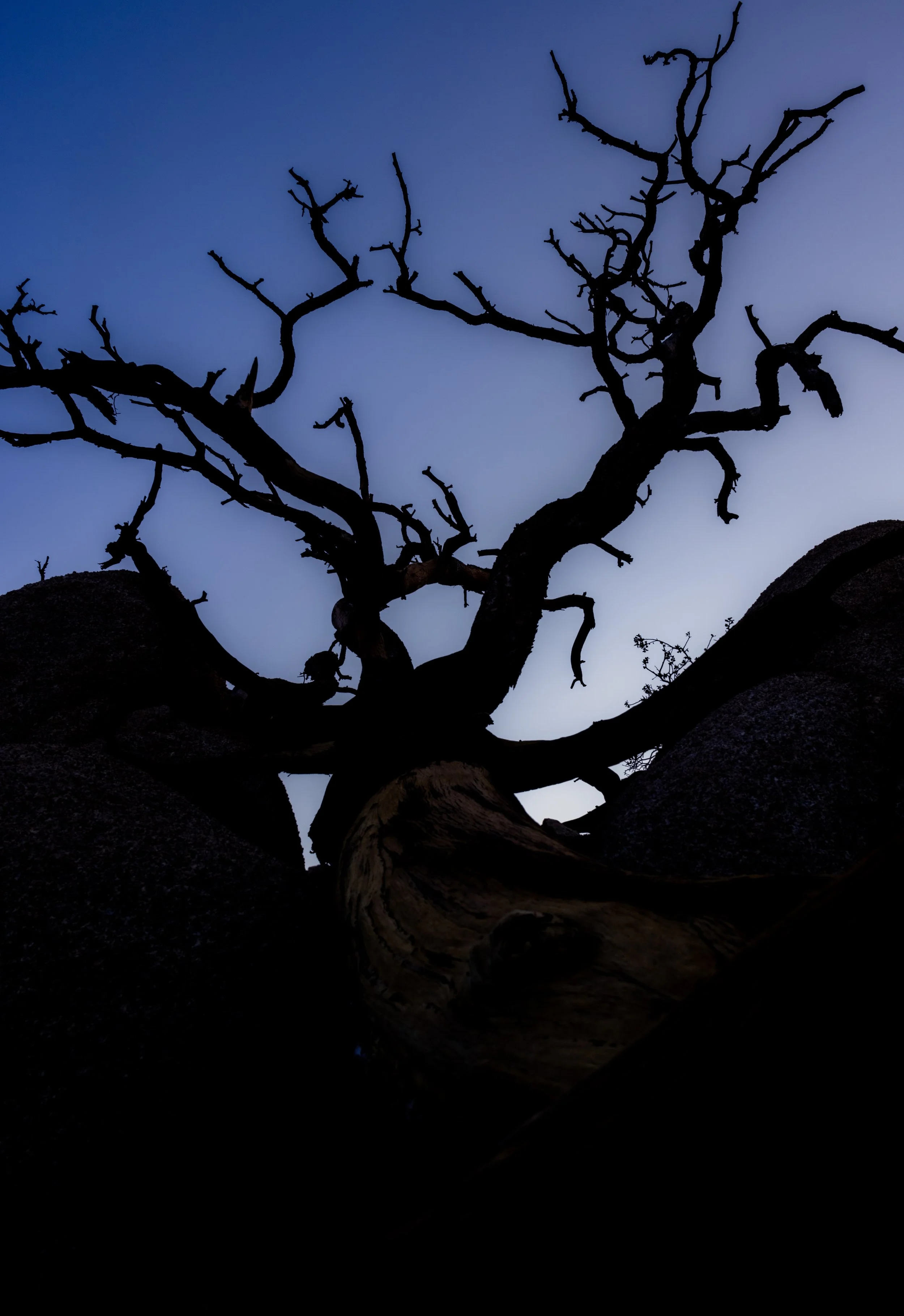 Joshua Tree, 2026 