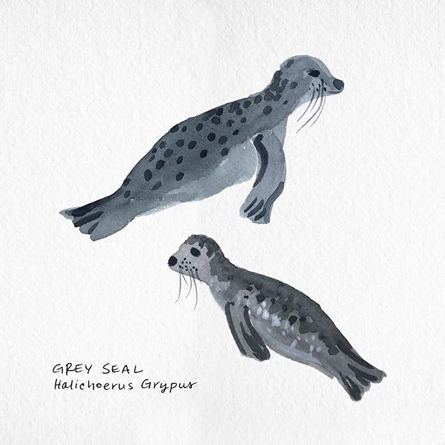 🌊 seal life 🌊 #summerswim #willtheybiteme?