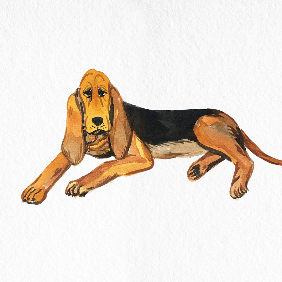 PET_Bloodhound.jpg