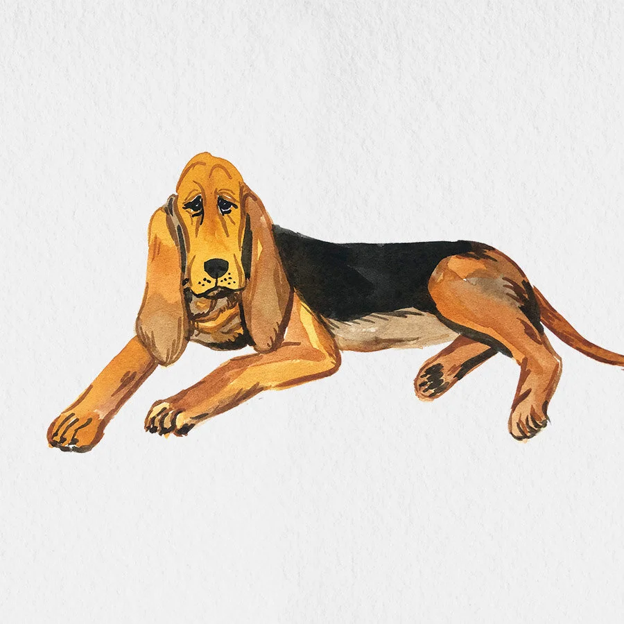 PAPER-bloodhound.jpg