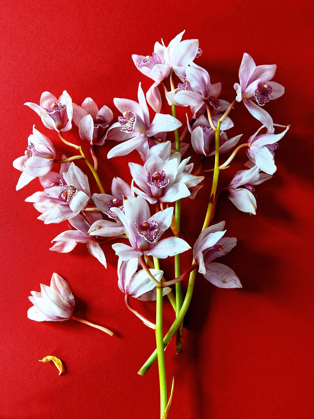 Orchids on red