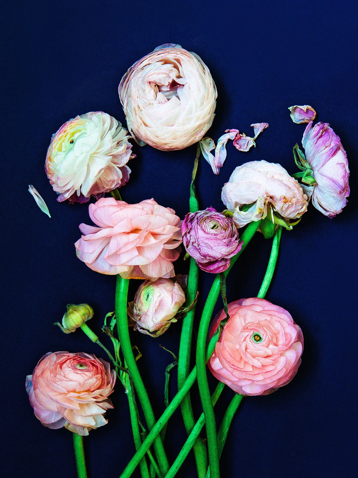 Peonies on dark blue