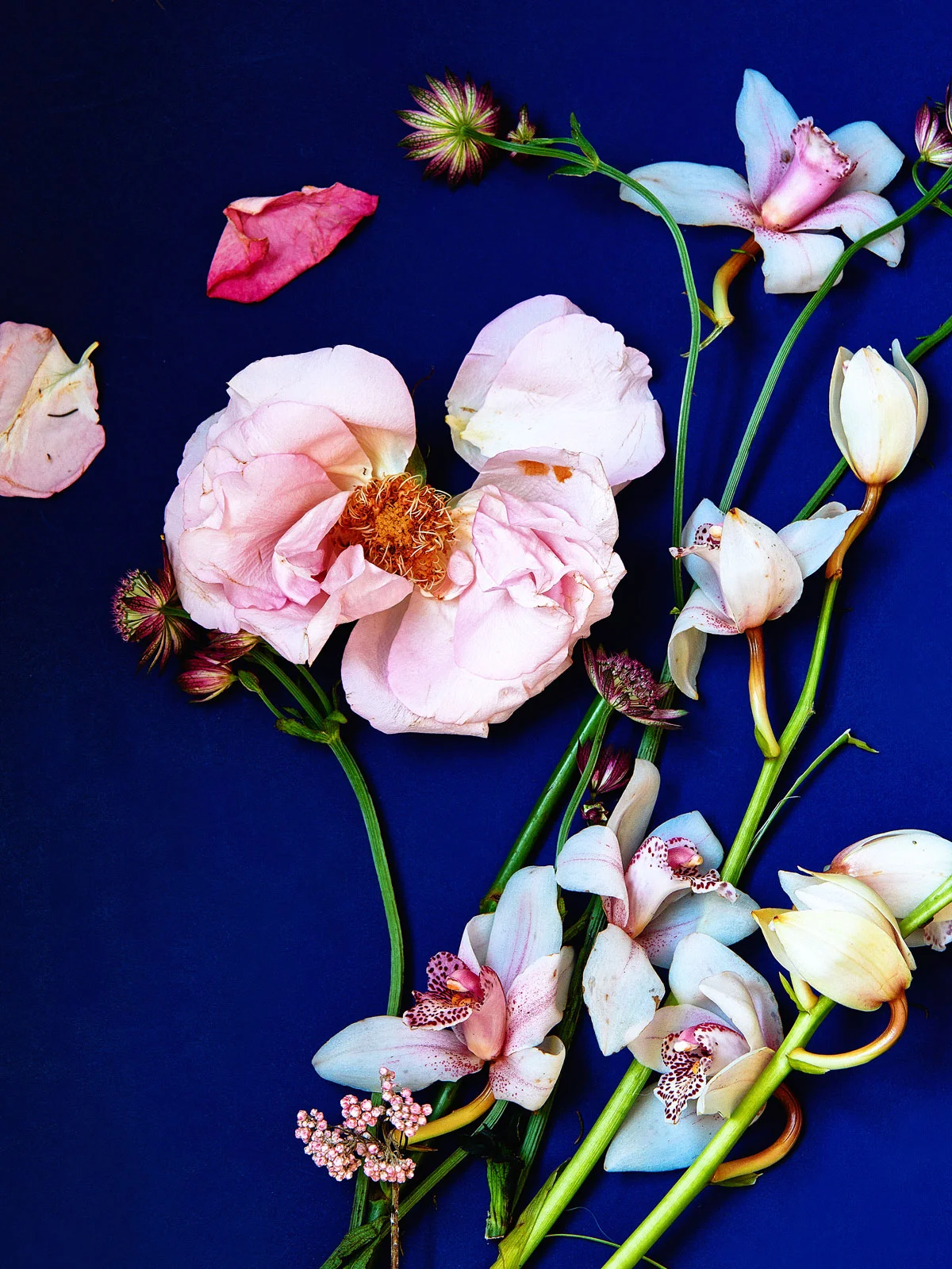 Rose and orchids on dark blue
