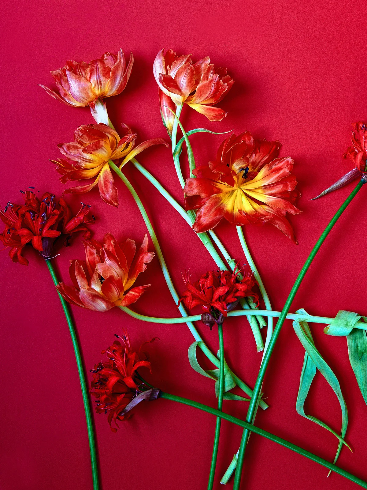 Tulips and nerines on red