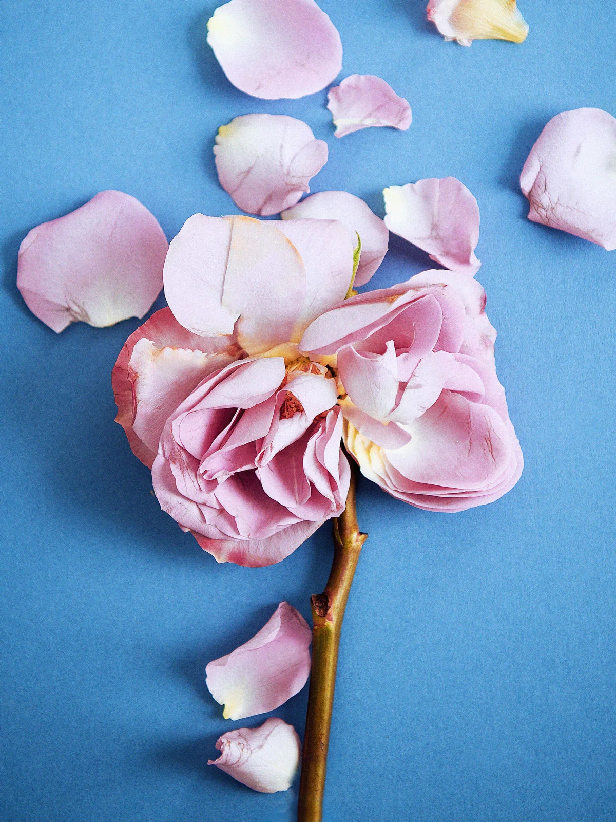 Rose on light blue