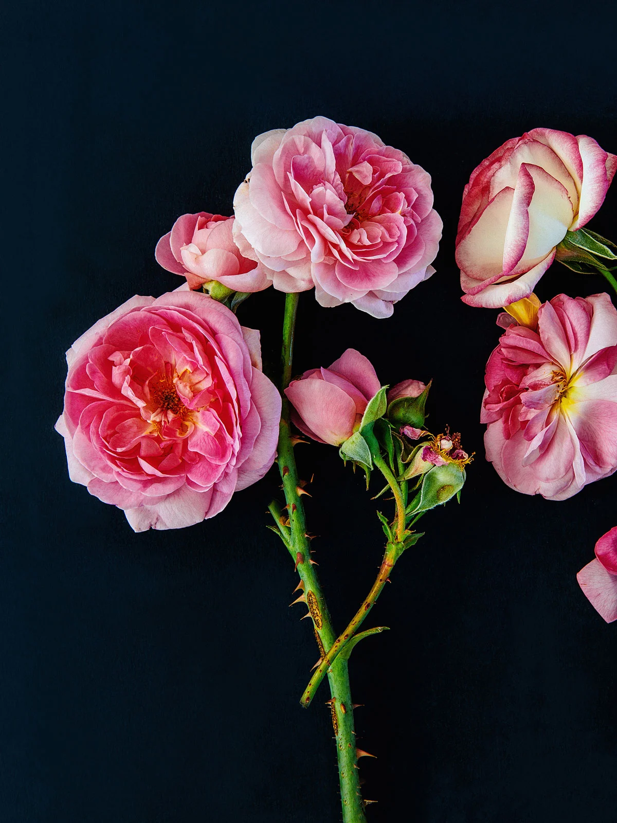 Roses on black