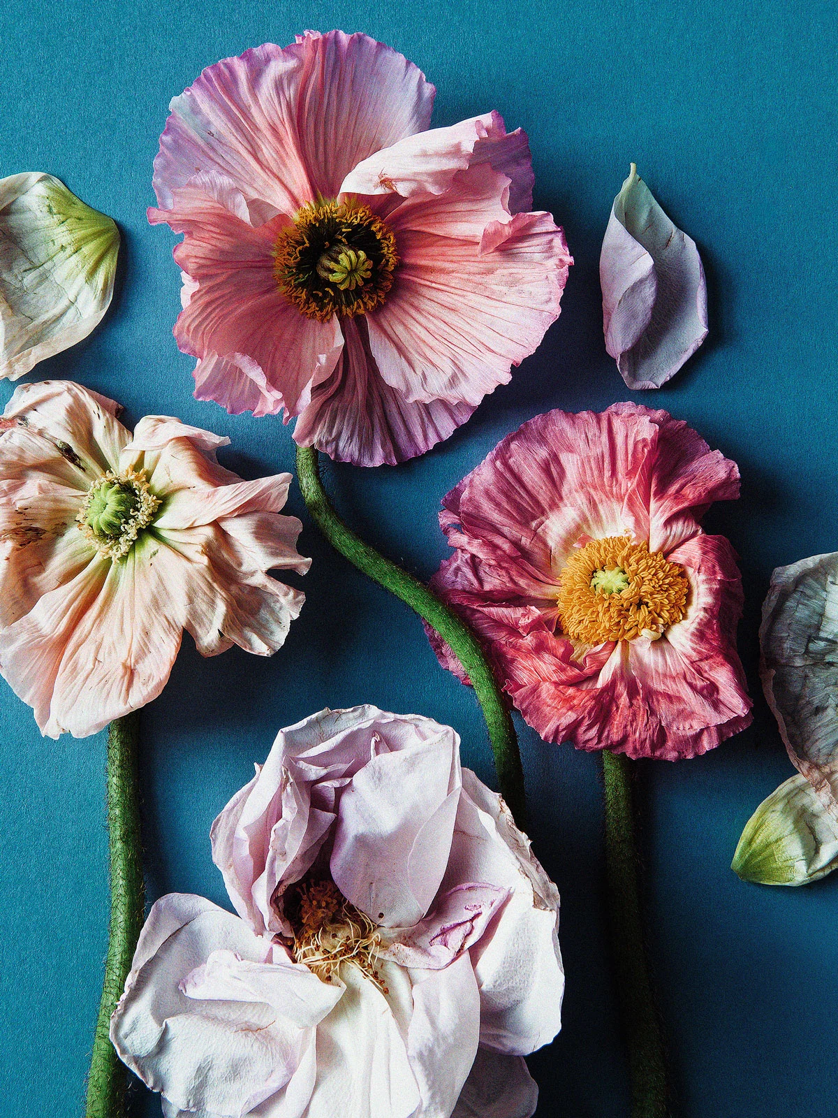 Poppies and rose on light blue