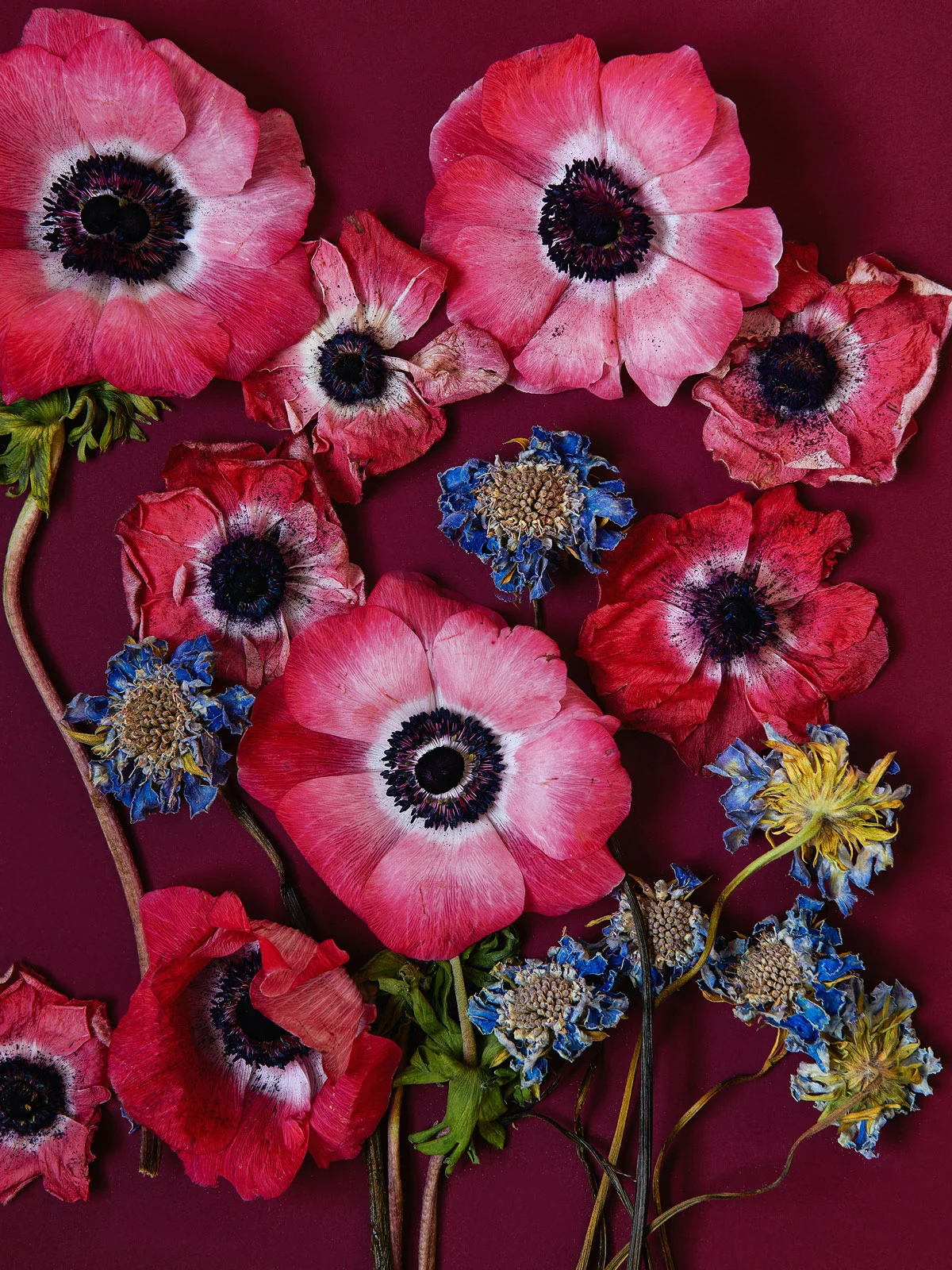 Anenomes and scabious on burgundy