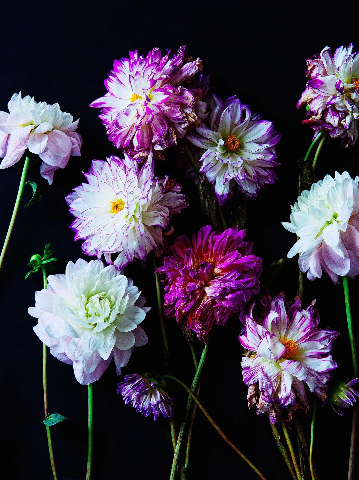 Dahlias on black