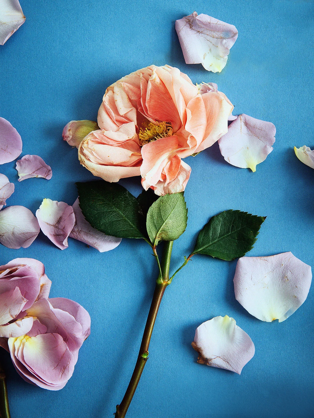 Rose on light blue