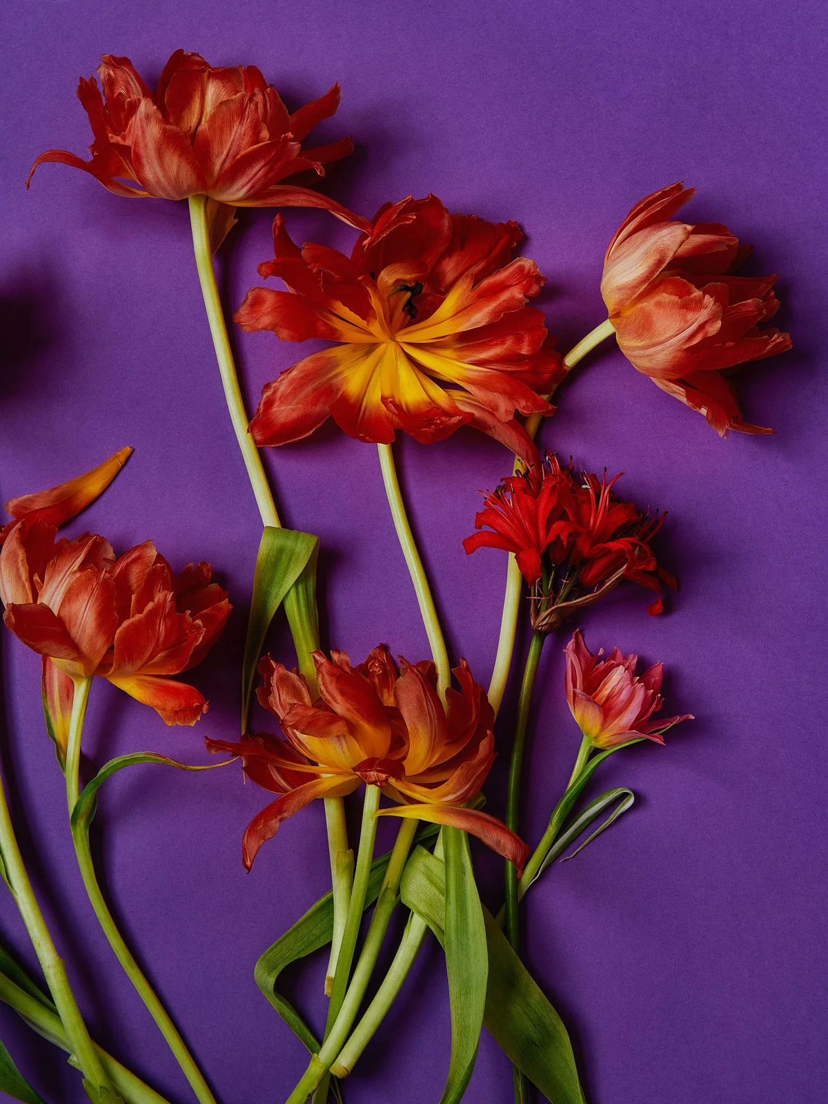 Tulips and nerines on purple
