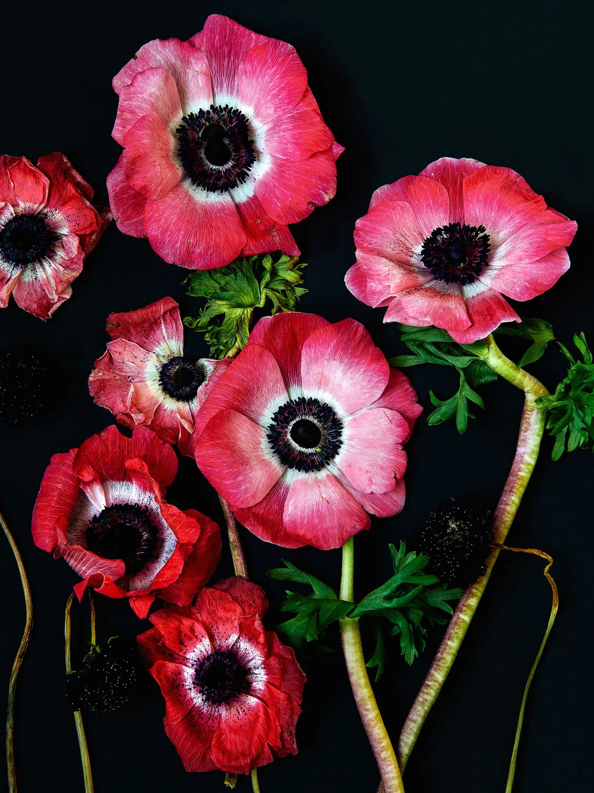 Anenomes on black