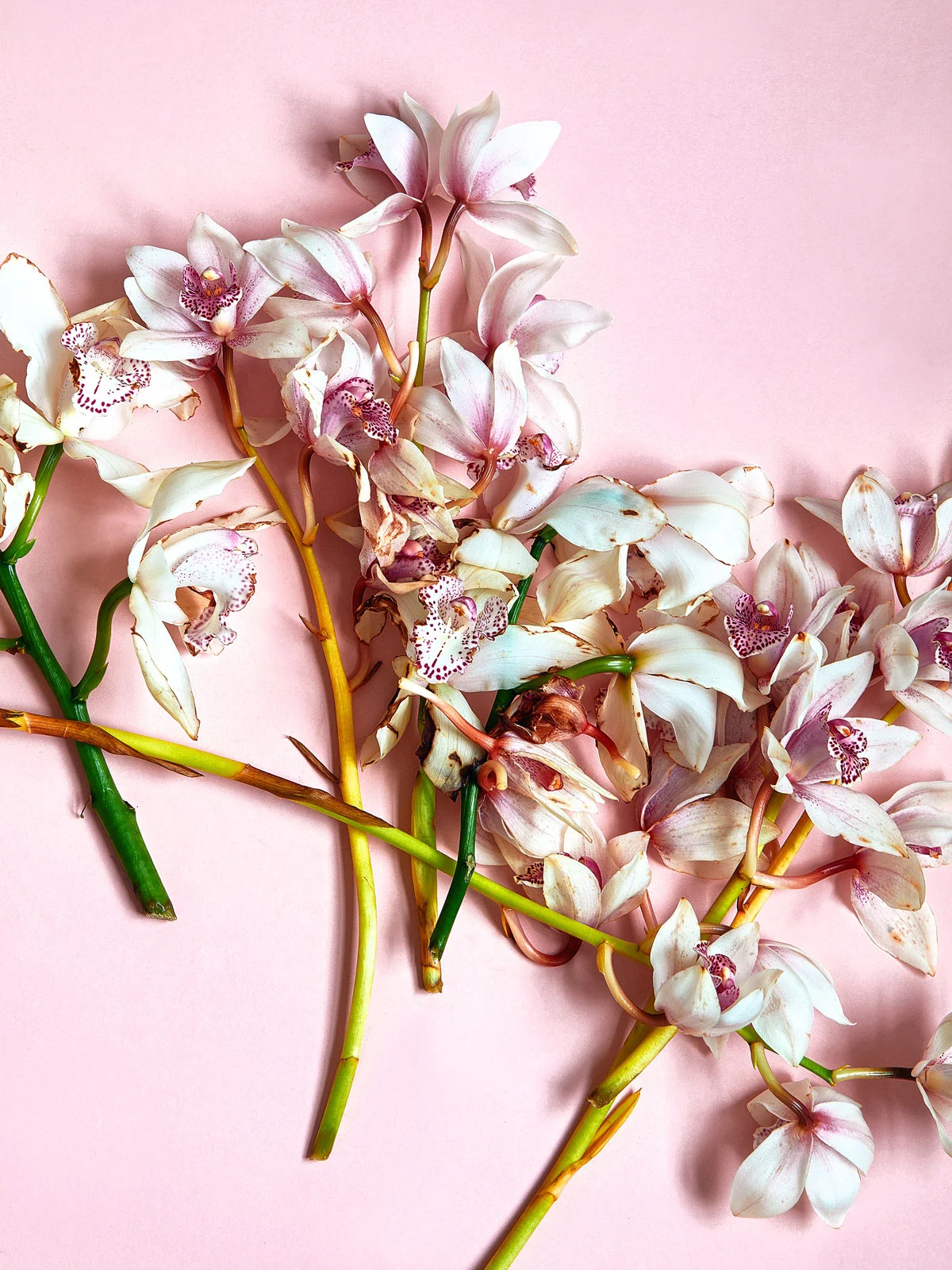 Orchids on light pink