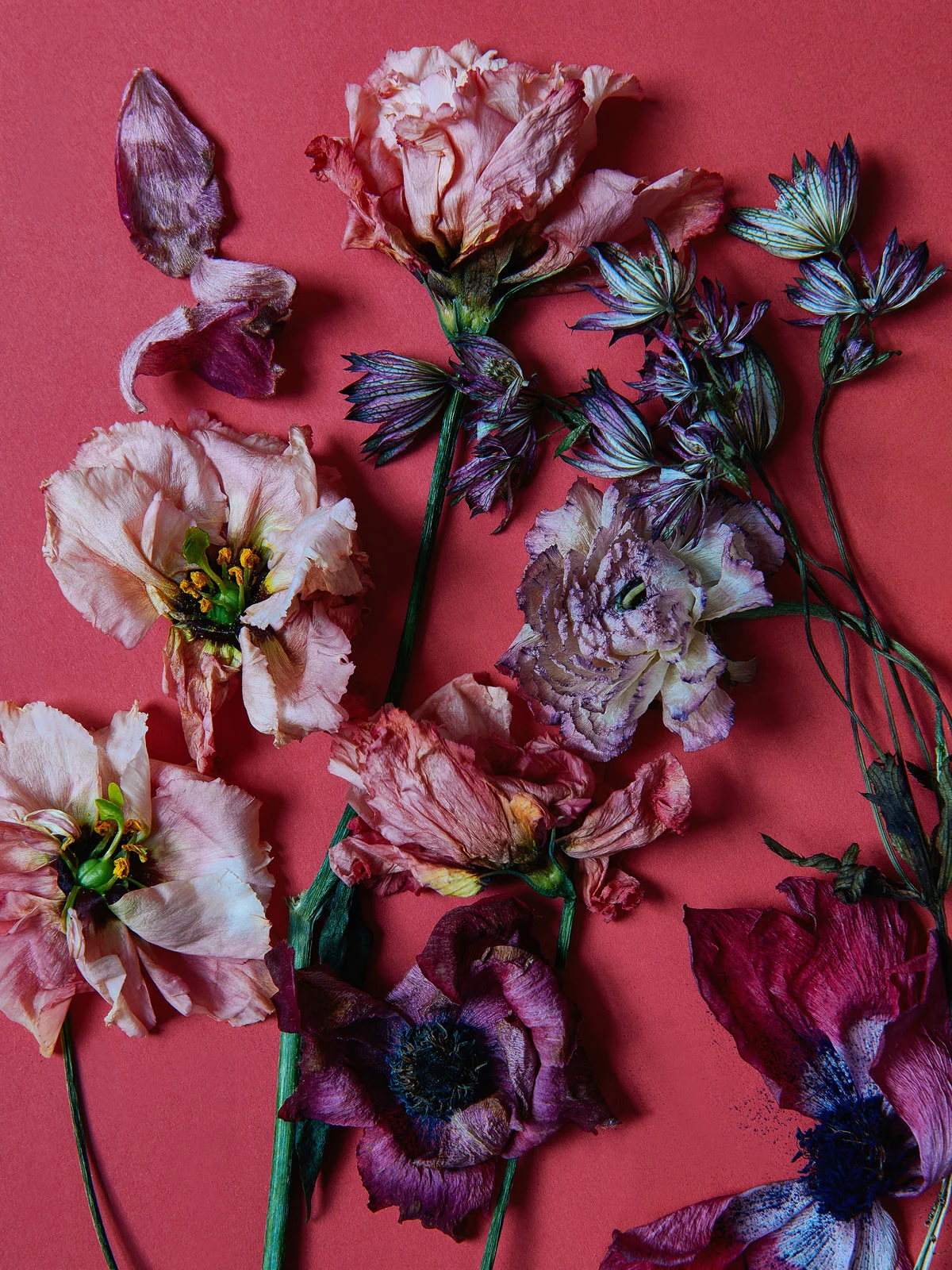 Anenomes, lisianthus, astrantia and ranunculus on peach