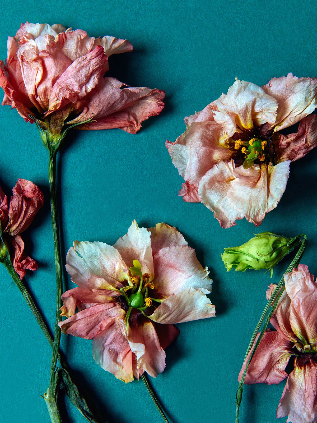 Lisianthus on green