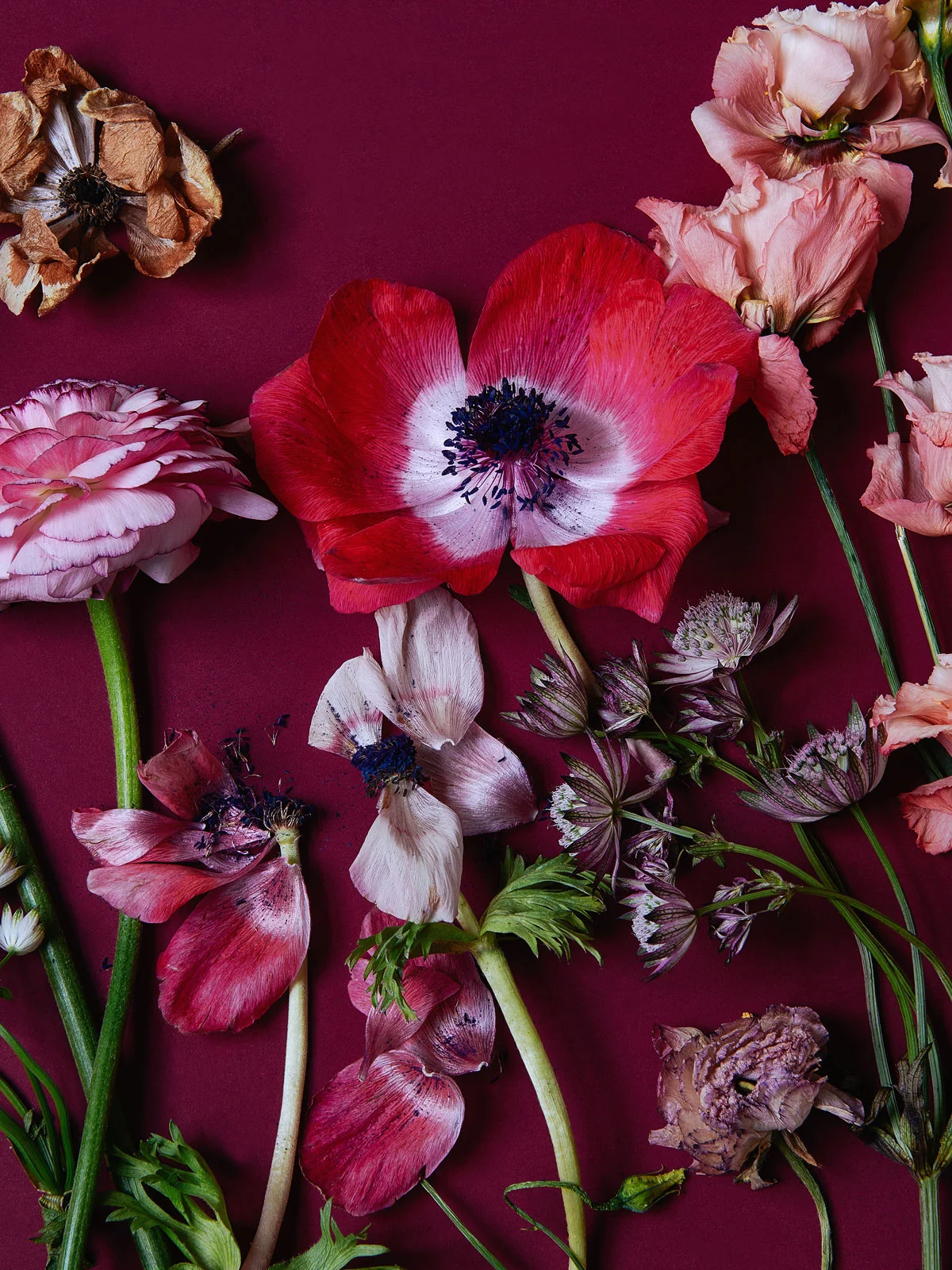 Anemones, lisianthus, astrantia and ranunculus on burgundy