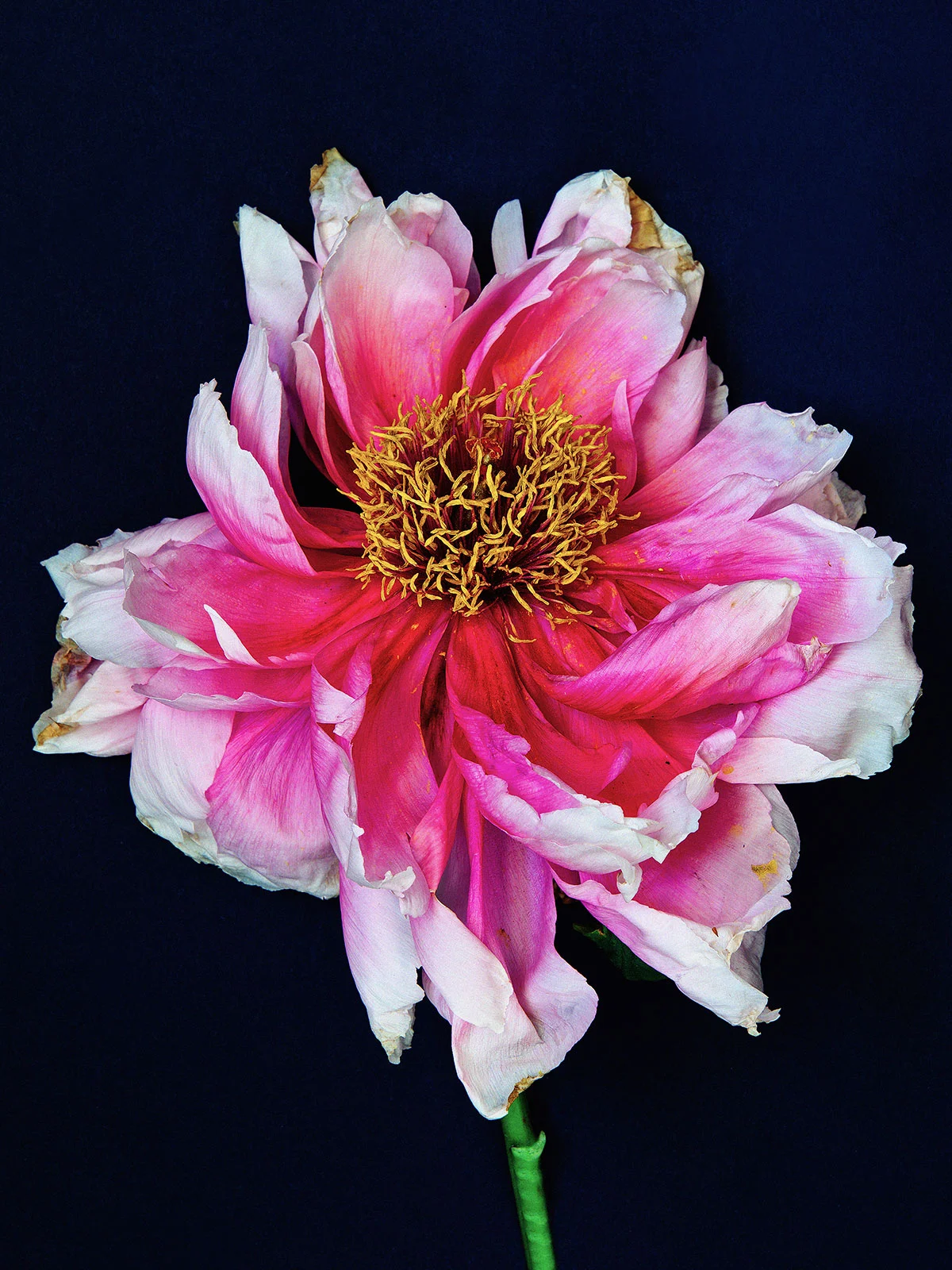 Peony on dark blue