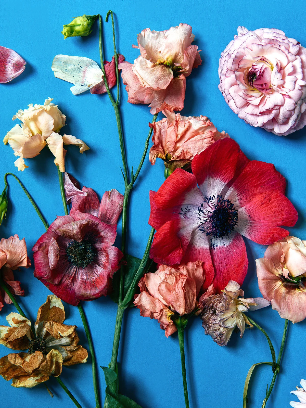 Anemones, lisianthus, astrantia and ranunculus on blue