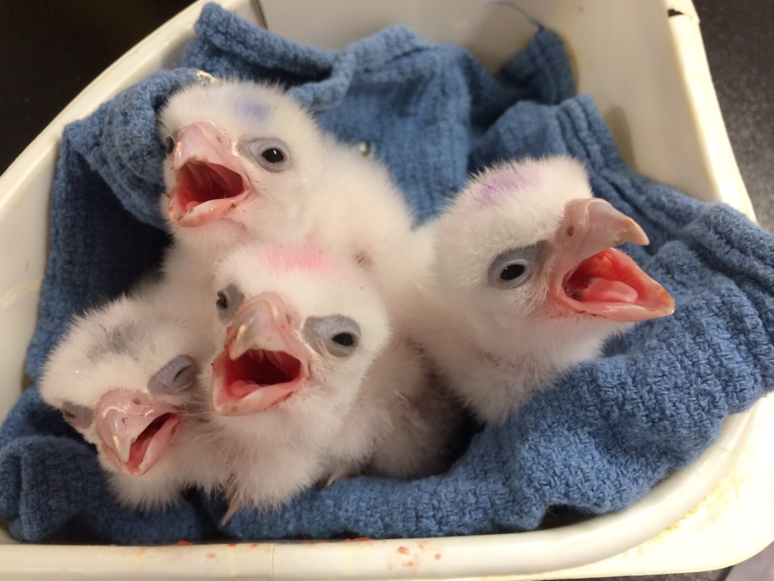 Baby Peregrine Falcons