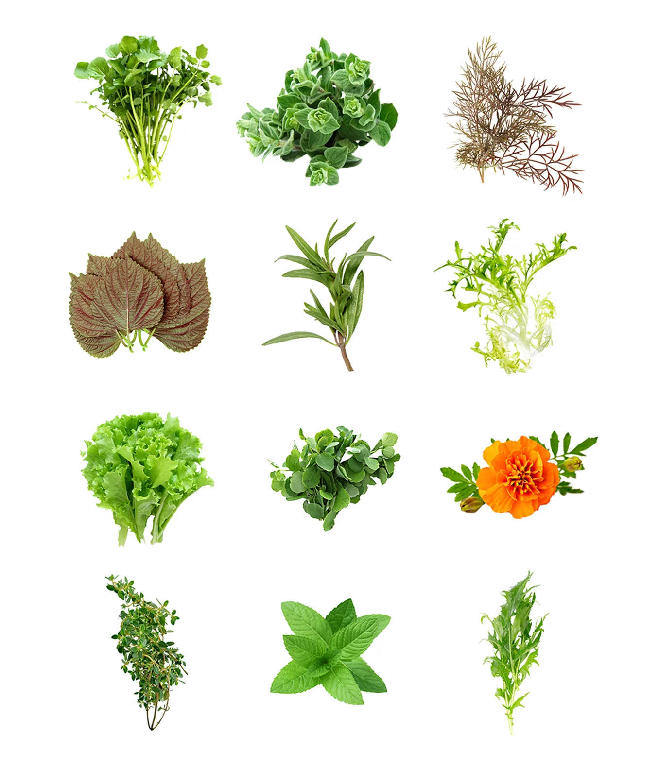 CROPS.jpg